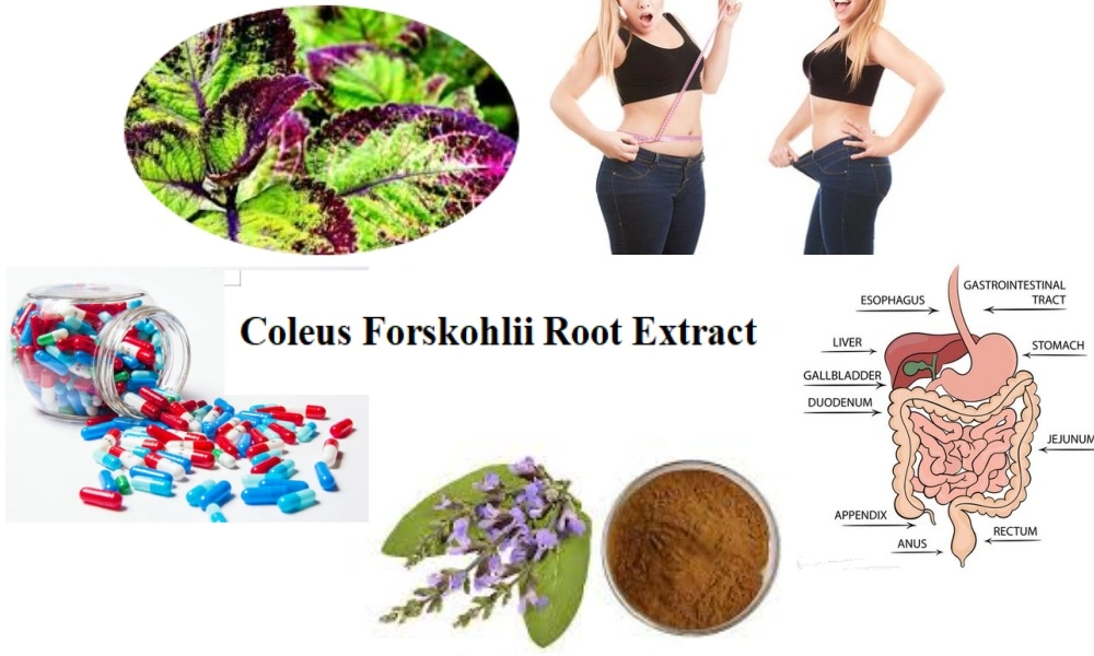 Does Coleus Forskohlii Root Extract Cause Diarrhea?